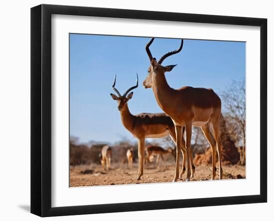 Impala bucks, 2019,-Eric Meyer-Framed Photographic Print