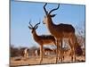 Impala bucks, 2019,-Eric Meyer-Mounted Photographic Print