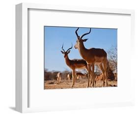 Impala bucks, 2019,-Eric Meyer-Framed Photographic Print