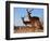 Impala bucks, 2019,-Eric Meyer-Framed Photographic Print