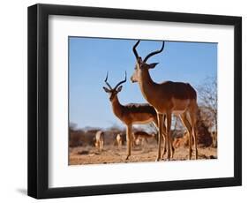 Impala bucks, 2019,-Eric Meyer-Framed Photographic Print