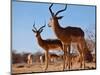 Impala bucks, 2019,-Eric Meyer-Mounted Photographic Print