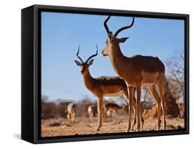 Impala bucks, 2019,-Eric Meyer-Framed Stretched Canvas