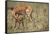 Impala Cleaning Newborn Calf-Paul Souders-Framed Stretched Canvas