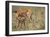 Impala Cleaning Newborn Calf-Paul Souders-Framed Photographic Print