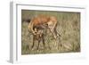 Impala Cleaning Newborn Calf-Paul Souders-Framed Photographic Print