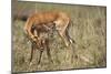 Impala Cleaning Newborn Calf-Paul Souders-Mounted Photographic Print