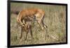 Impala Cleaning Newborn Calf-Paul Souders-Framed Photographic Print