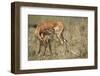 Impala Cleaning Newborn Calf-Paul Souders-Framed Photographic Print