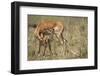 Impala Cleaning Newborn Calf-Paul Souders-Framed Photographic Print