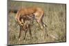 Impala Cleaning Newborn Calf-Paul Souders-Mounted Photographic Print