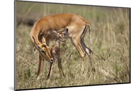 Impala Cleaning Newborn Calf-Paul Souders-Mounted Photographic Print