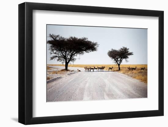 Impala Deer-MJO Photo-Framed Photographic Print