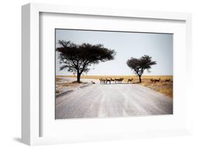 Impala Deer-MJO Photo-Framed Photographic Print