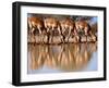 Impala drinking, 2019,-Eric Meyer-Framed Photographic Print