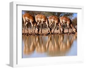 Impala drinking, 2019,-Eric Meyer-Framed Photographic Print