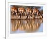 Impala drinking, 2019,-Eric Meyer-Framed Photographic Print