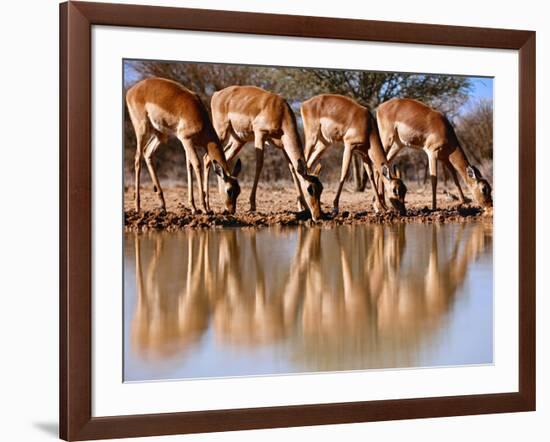 Impala drinking, 2019,-Eric Meyer-Framed Photographic Print