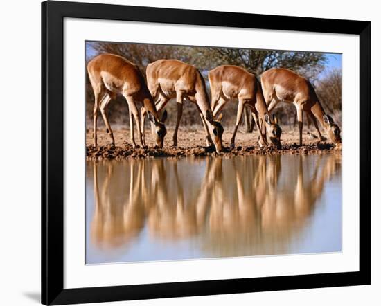 Impala drinking, 2019,-Eric Meyer-Framed Photographic Print