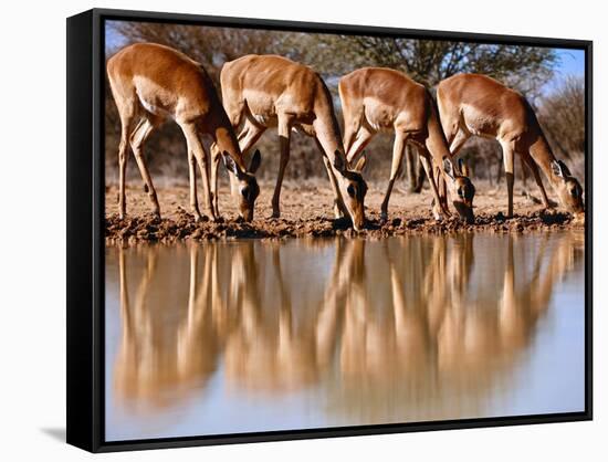 Impala drinking, 2019,-Eric Meyer-Framed Stretched Canvas