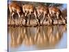 Impala drinking, 2019,-Eric Meyer-Stretched Canvas