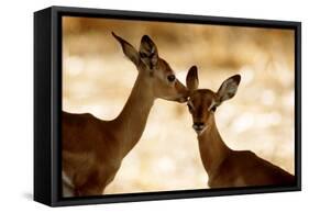 Impala Fawns-null-Framed Stretched Canvas