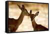 Impala Fawns-null-Framed Stretched Canvas