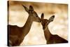 Impala Fawns-null-Stretched Canvas