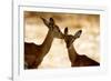 Impala Fawns-null-Framed Photographic Print