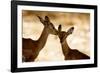 Impala Fawns-null-Framed Photographic Print