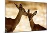 Impala Fawns-null-Mounted Photographic Print