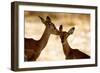 Impala Fawns-null-Framed Photographic Print