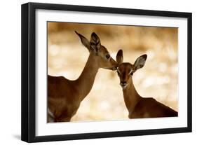 Impala Fawns-null-Framed Photographic Print