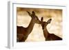 Impala Fawns-null-Framed Photographic Print