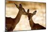 Impala Fawns-null-Mounted Photographic Print