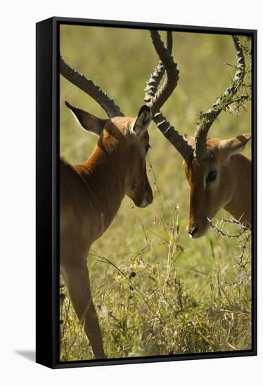 Impala Fighting-Mary Ann McDonald-Framed Stretched Canvas