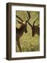 Impala Fighting-Mary Ann McDonald-Framed Photographic Print