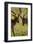 Impala Fighting-Mary Ann McDonald-Framed Photographic Print