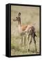 Impala Giving Birth on Savanna-Paul Souders-Framed Stretched Canvas