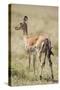 Impala Giving Birth on Savanna-Paul Souders-Stretched Canvas