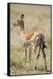 Impala Giving Birth on Savanna-Paul Souders-Framed Stretched Canvas