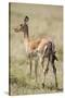 Impala Giving Birth on Savanna-Paul Souders-Stretched Canvas