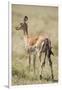 Impala Giving Birth on Savanna-Paul Souders-Framed Photographic Print