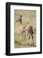 Impala Giving Birth on Savanna-Paul Souders-Framed Photographic Print