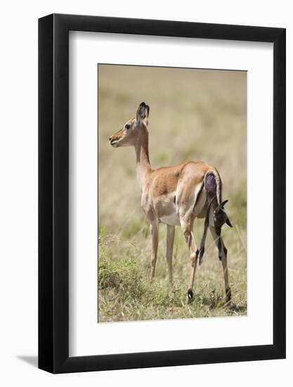 Impala Giving Birth on Savanna-Paul Souders-Framed Photographic Print
