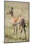 Impala Giving Birth on Savanna-Paul Souders-Mounted Photographic Print