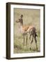 Impala Giving Birth on Savanna-Paul Souders-Framed Photographic Print