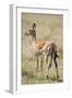 Impala Giving Birth on Savanna-Paul Souders-Framed Photographic Print