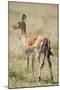 Impala Giving Birth on Savanna-Paul Souders-Mounted Photographic Print