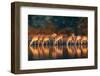 Impala Herd (Aepyceros Melampus) Drinking Water - Kruger National Park (South Africa)-Johan Swanepoel-Framed Photographic Print